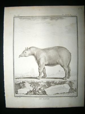 Buffon: C1770 Tapir, Antique Print