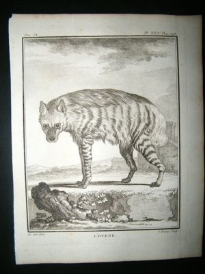 Buffon: C1770 Hyena, Antique Print
