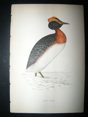 Bird Print: 1867 Dusky Grebe, Morris Hand Col