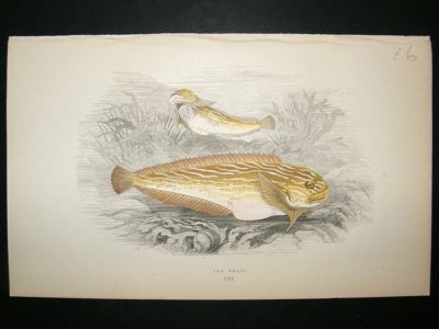 Fish Print: 1869 Sea Snail, Couch