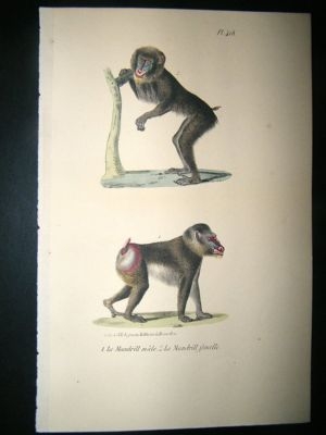 Buffon: 1830 Hand Coloured Print. Mandrill Monkey.