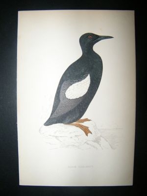 Bird Print: 1867 Black Guillemot, Morris