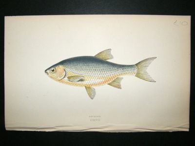 Fish Print: 1869 Azurine, Couch