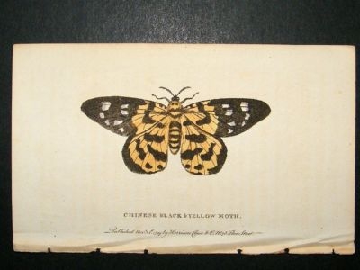 Chinese Black & Yellow Moth: 1800 Hand Color