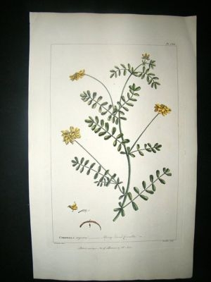 Miller: 1760 Folio Botanical. Coronilla. Hand Colored