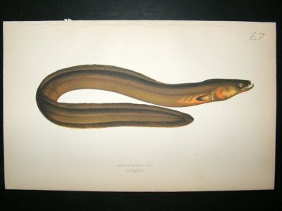 Fish Print: 1869 Broad-Nosed Eel, Couch