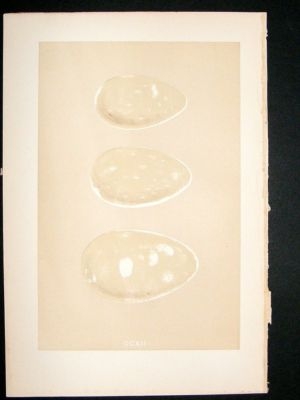 Bird Egg Print 1875 Green Cormorant, Morris Hand Col