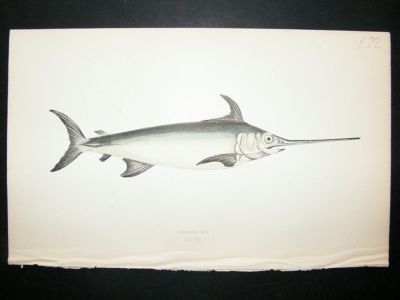 Fish Print: 1869 Swordfish, Couch