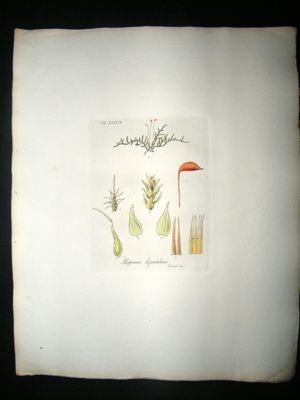 Botanical Print: 1818 Mosses, Hypnum Elegantulum, Hooke