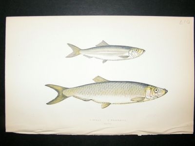 Fish Print: 1869 Sprat & Whitebait, Couch