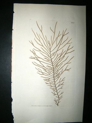 Botanical Print: 1803 Whip-Cord Fucus #1222, Sowerby Ha