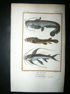 Fish Print: 1805 Glanis, Bagre, Hand Col, Latreille