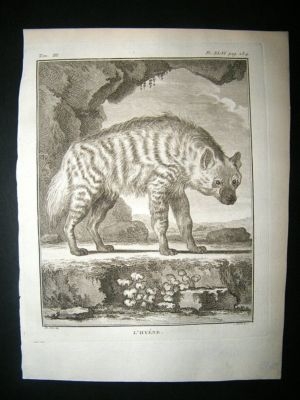 Buffon: C1770 Hyena, Antique Engraving