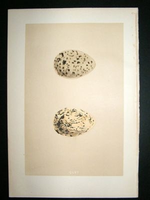 Bird Egg Print 1875 Oyster Catcher, Morris Hand Col