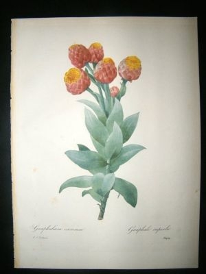 Redoute: 1827 Botanical. Helipterum. Fine Hand Col
