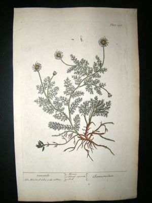 Blackwell:1737 Botanical Camomile. Hand Coloured.