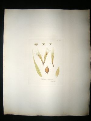 Botanical Print: 1818 Mosses, Phascum Nervosum, Hooker