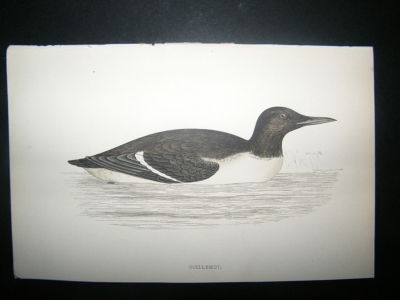 Bird Print: 1867 Guillemot, Morris Hand Col