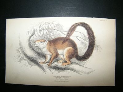 Duvaucels Squirrel: C1840 Hand Col Print, Jardine