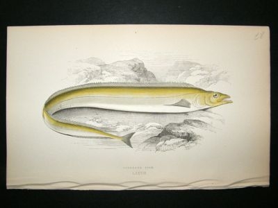 Fish Print: 1869 Scabbard Fish, Couch