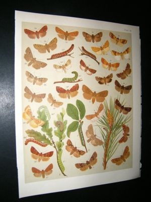 Kirby 1907 Orthosiidae Owl Moths 36. Antique Print