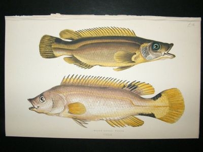 Fish Print: 1869 Scale-Rayed Wrass, Couch
