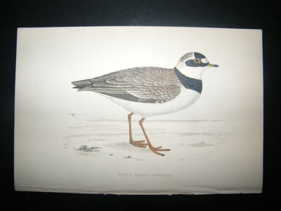 Bird Print: 1867 Little Ringed Dotterel