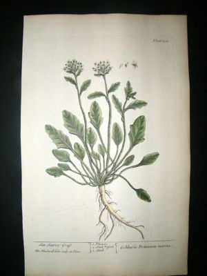 Blackwell:1737 Botanical Sea Scurvy Grass.