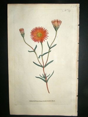 Botanical Print 1787 Two Coloured Fig-Marigold #59, Cur