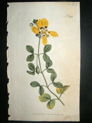 Botanical Print 1797 Unpleasant Bean-Caper #372, Curtis