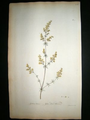 John Edwards: 1770 folio h/col botanical. Ladies Bedstr