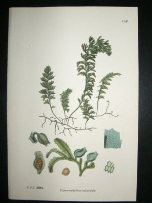 Botanical Print 1899 Hymenophyllum Unilaterale Fern, So