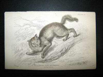 Angora Cat: C1840 Hand Col Print, Jardine