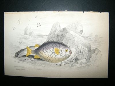 Jardine: C1840 Porcupine Dioden Fish Print