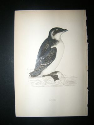 Bird Print: 1867 Rotche, Morris Hand Col