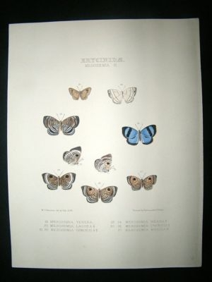 Hewitson C1860 Hand Col Butterfly Print. Mesosemia Tene