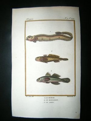 Fish Print: 1805 Ruban, Boulerot, Jozo, Hand Col, Latre