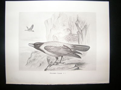Bird Print: 1898 Hooded Crow, Frohawk