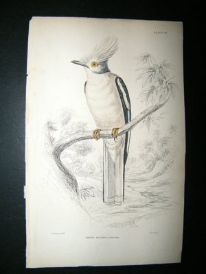 Bird Print: C1840 White Plummed Shrike, Jardine