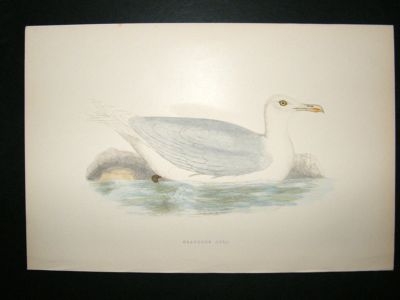 Bird Print: 1891 Glaucous Gull, Morris, hand coloured