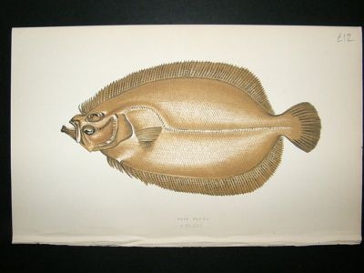 Fish Print: 1869 Sail Fluke, Couch