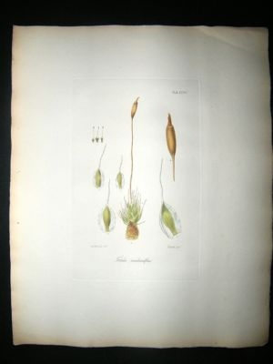 Botanical Print: 1818 Mosses, Tortula Membranifolia , H