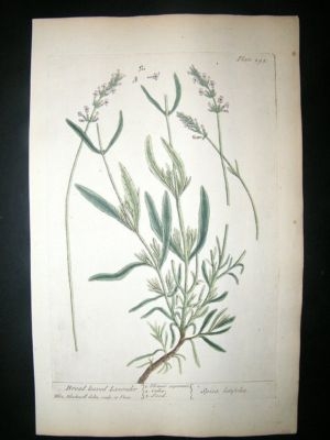 Blackwell:1737 Botanical Broad Leaved lavender.