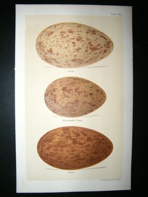 Seebohm 1896 Antique Bird Egg Print. Crance