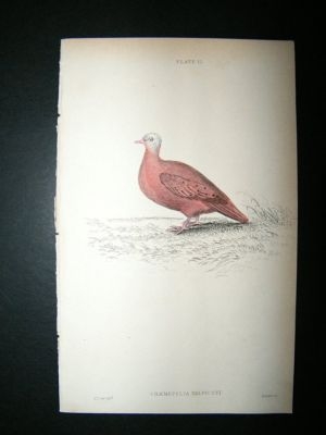 Bird Print: 1835 Ground Dove, Jardine Hand Col