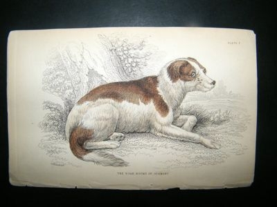 Jardine: C1840 Boar Hound of Germany, Hand Col Print