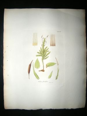 Botanical Print: 1818 Mosses, Nechera Planifolia, Hooke