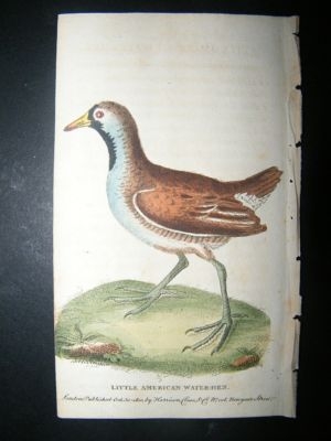Bird Print: 1800 Little American Water Hen