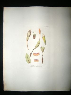Botanical Print: 1818 Mosses, System Splachnoides, Hook