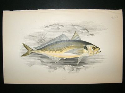 Fish Print: 1869 Scad, Couch
